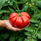 Burpee Garden Sown™ Groundswell Tomato