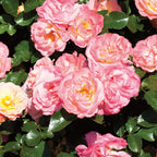 Peach Drift Rose Bare Root