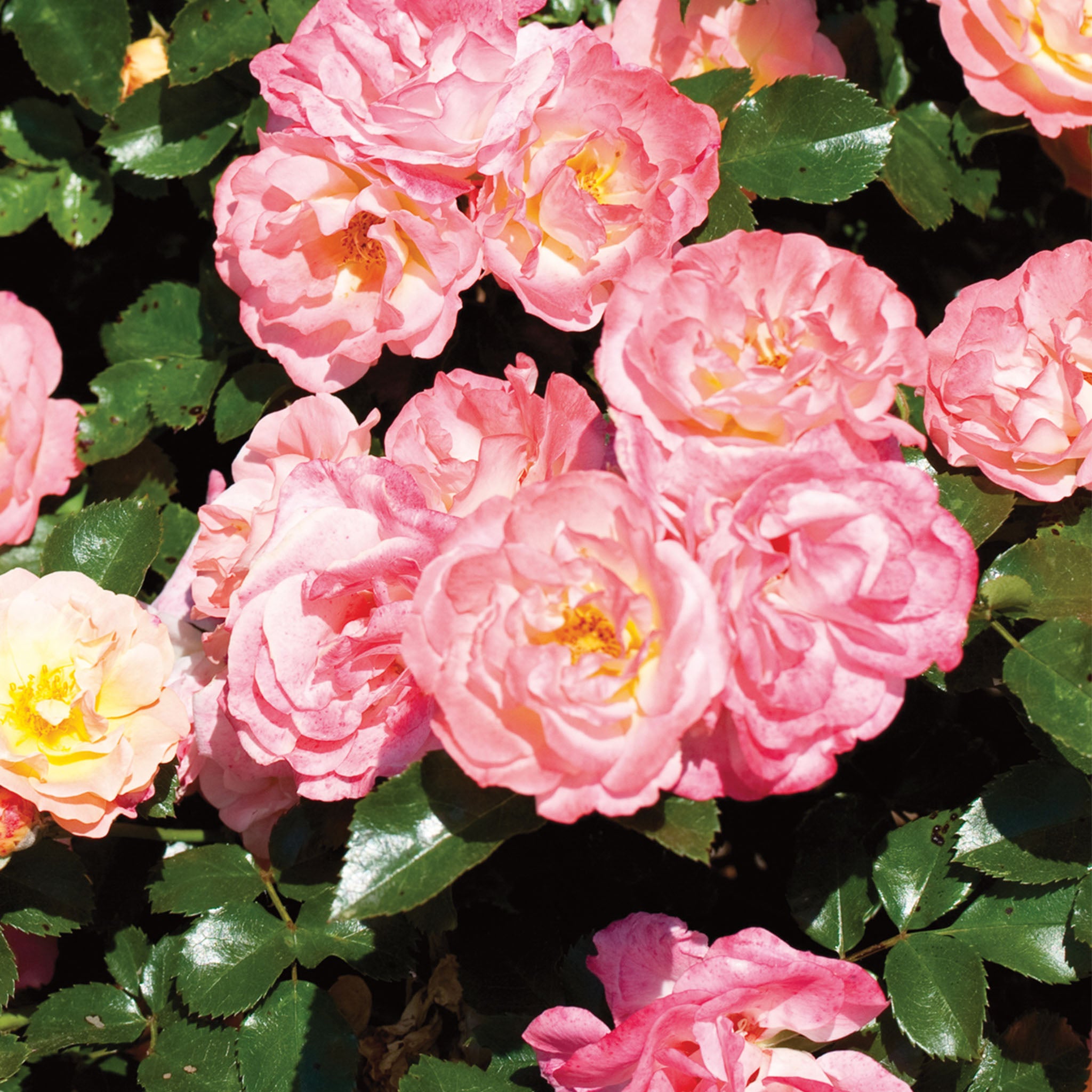 Peach Drift Rose Bare Root