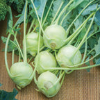 Konan Kohlrabi
