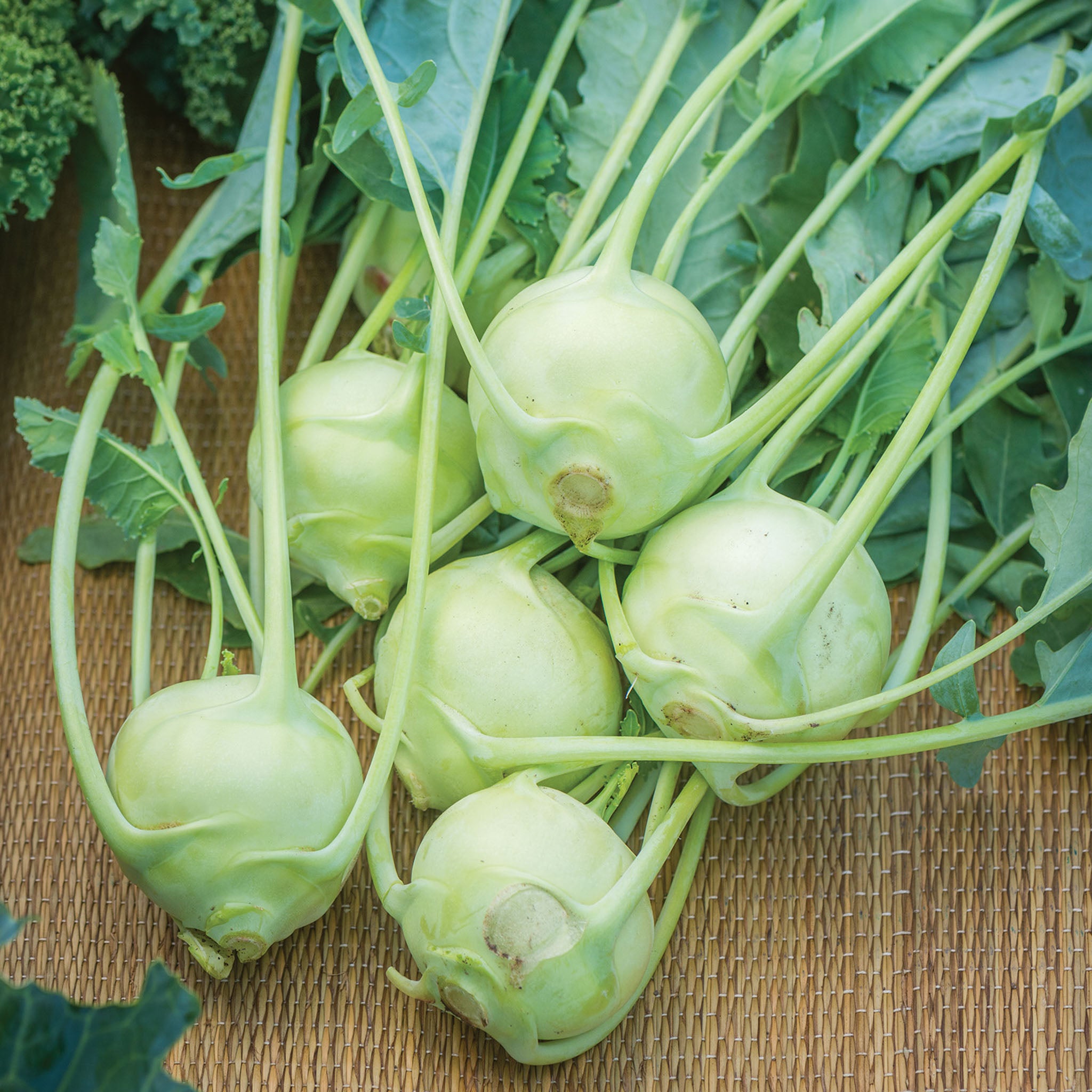 Konan Kohlrabi