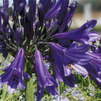Black Pantha Agapanthus Orientalis