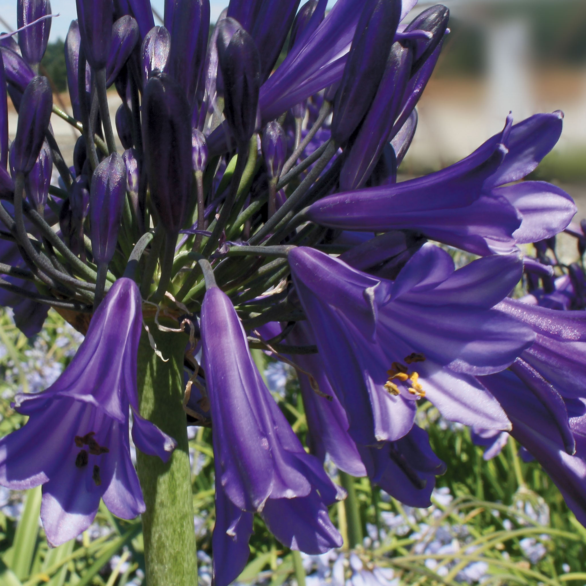 Black Pantha Agapanthus Orientalis