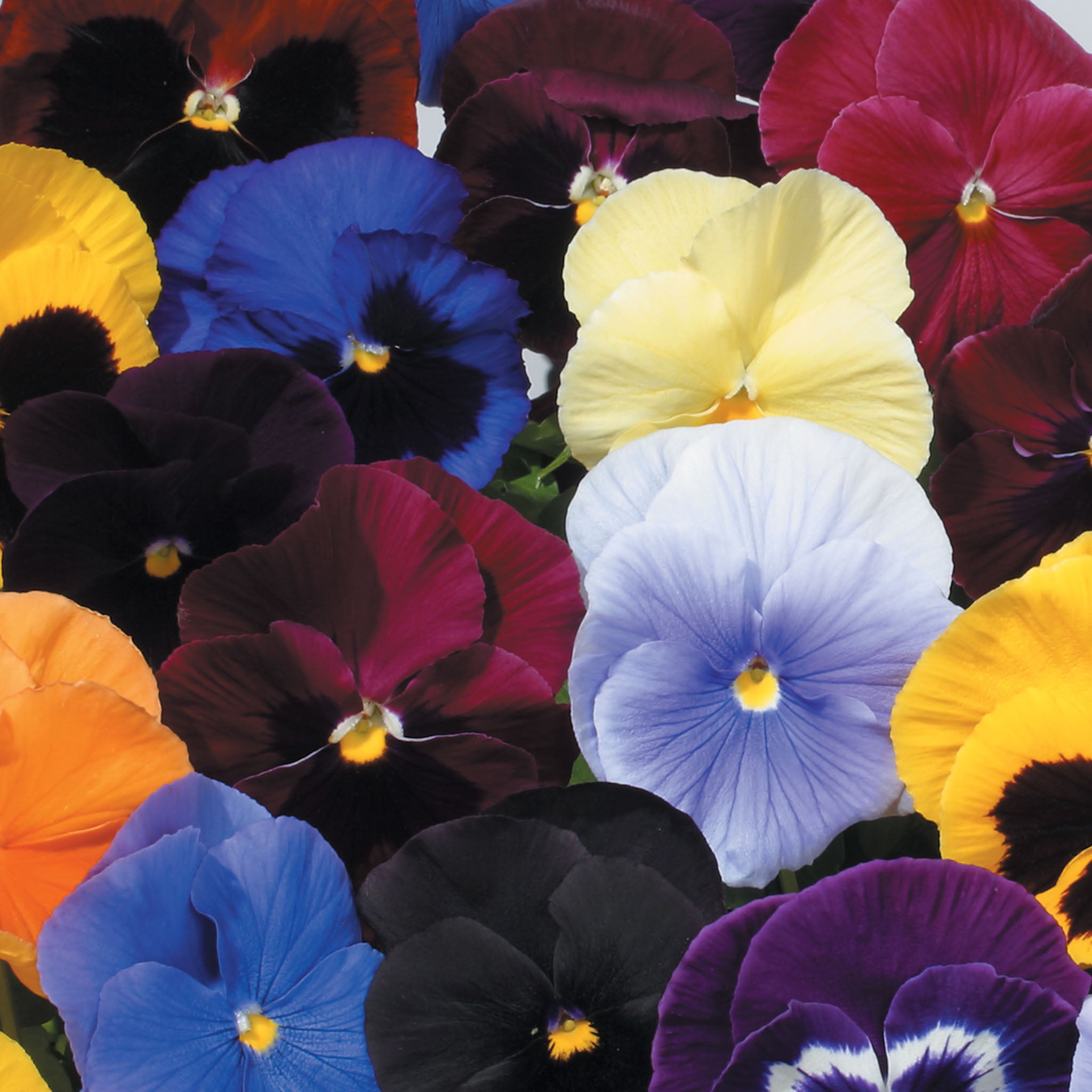 Atlas Mix Pansy