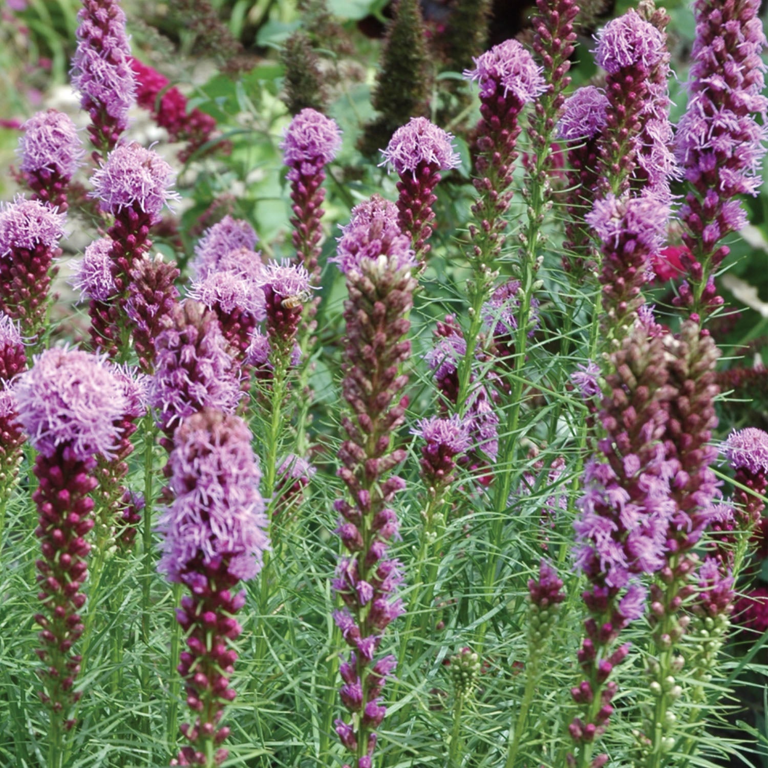Kobold Liatris Bare Root