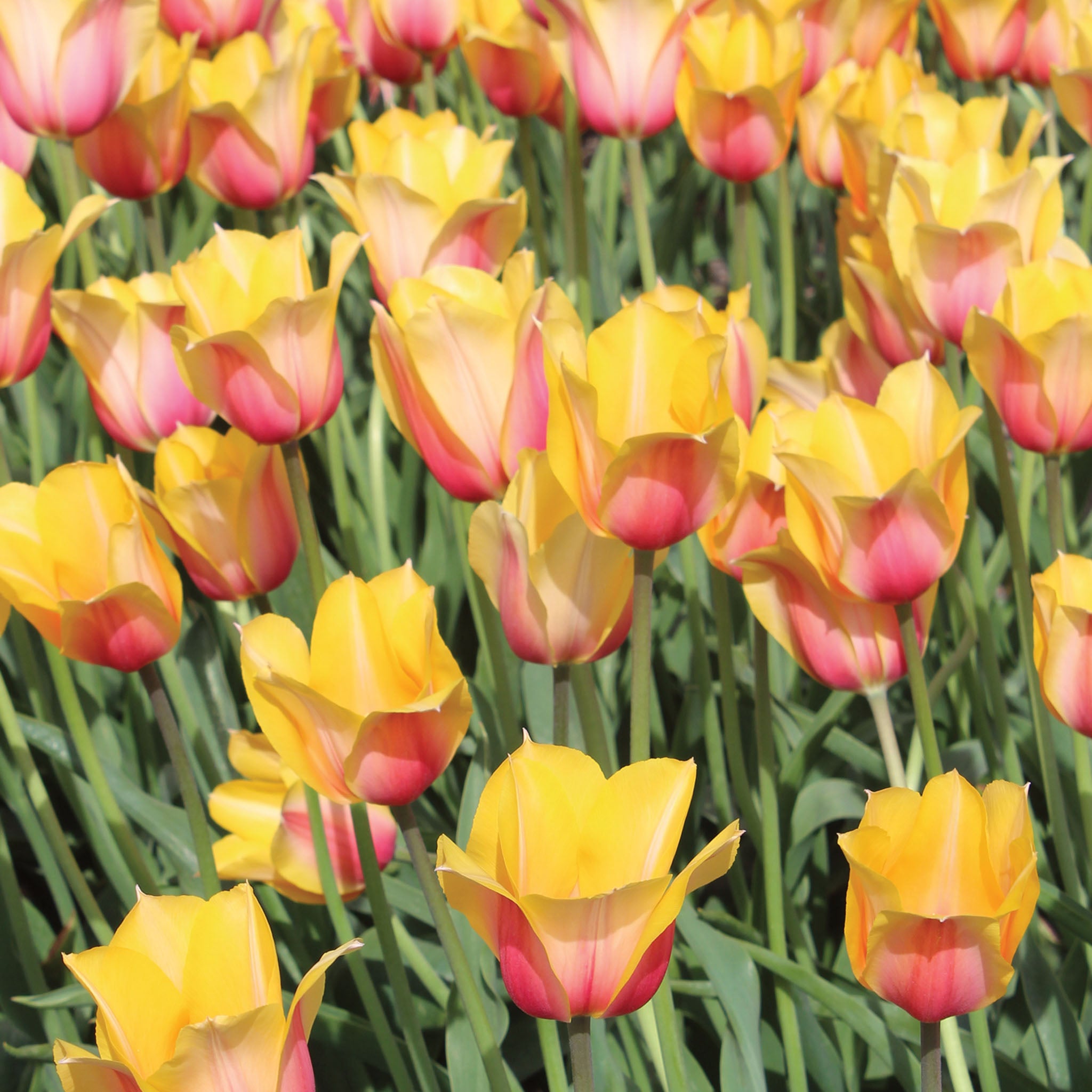 Blushing Lady Tulip Bulbs