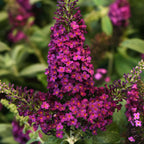 Chrysalis Cranberry Buddleia