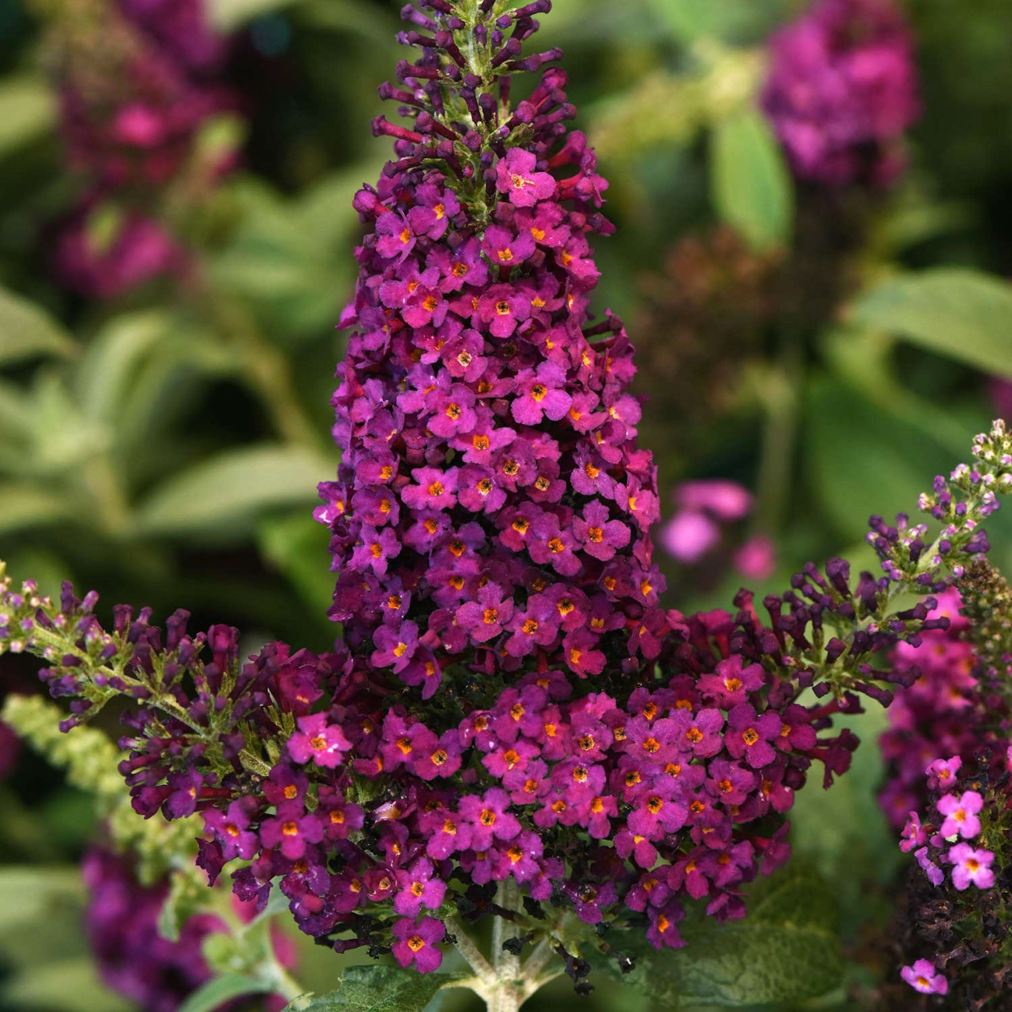 Chrysalis Cranberry Buddleia