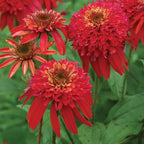 Double Scoop Raspberry Echinacea