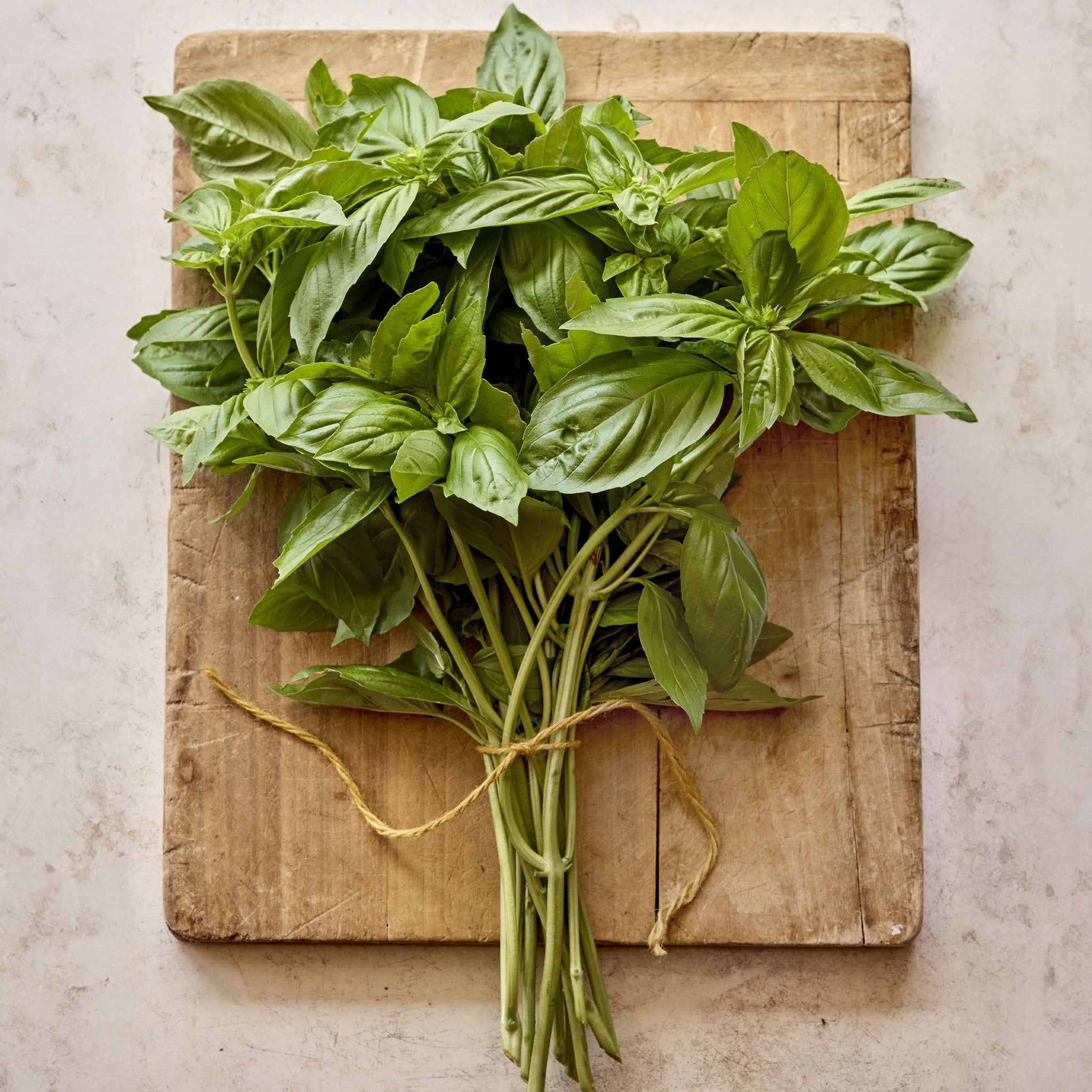 Basil Obsession DMR Herb