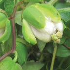 Maypops Passionflower