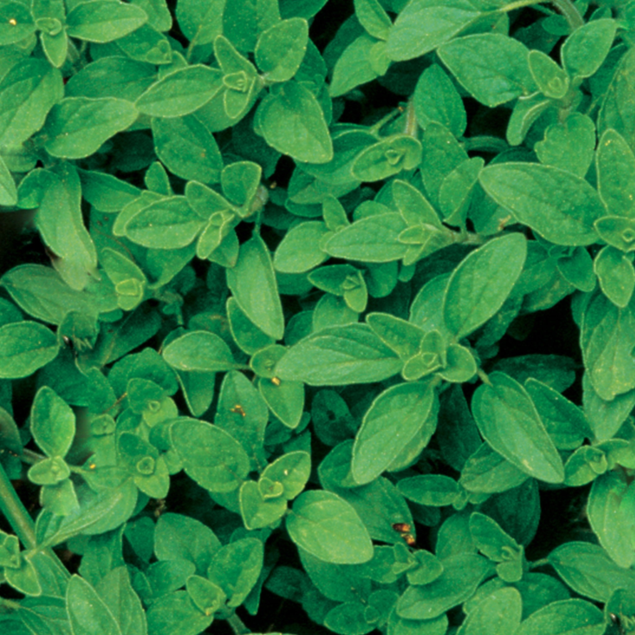 Organic Oregano