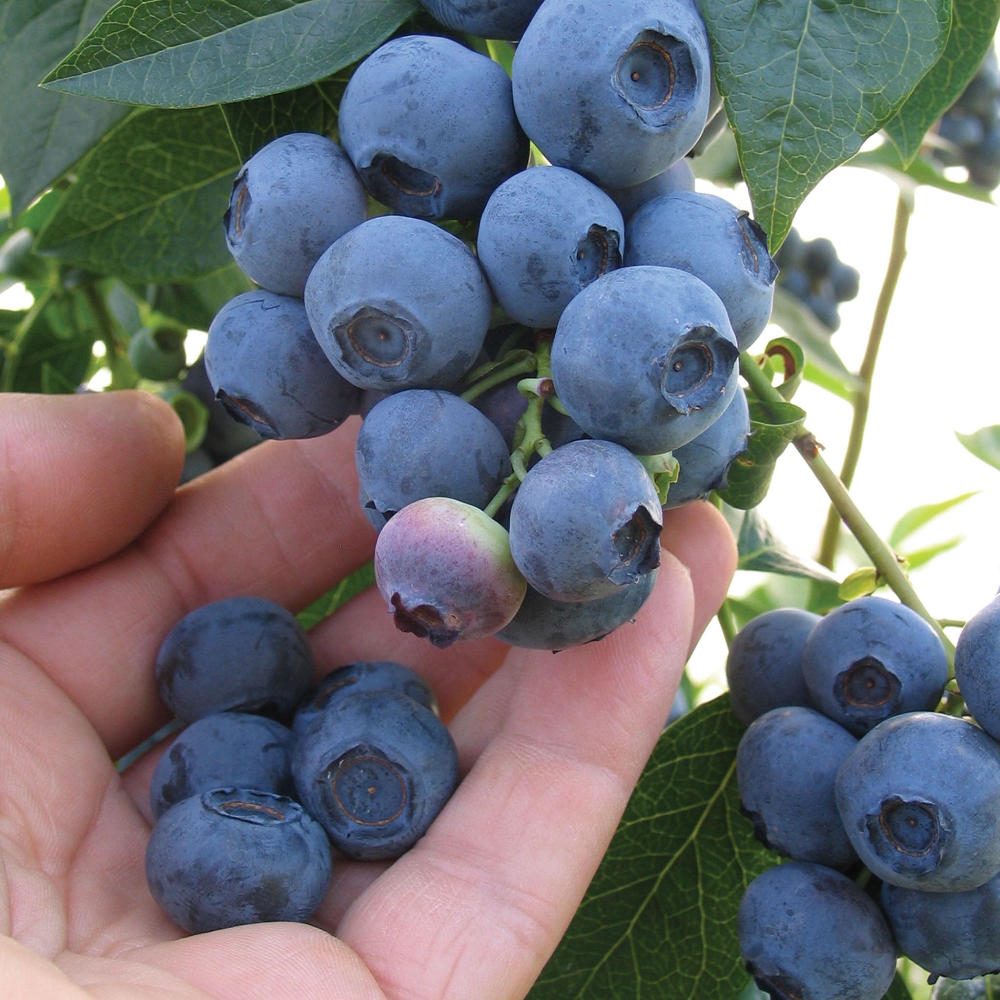 Blueray Blueberry