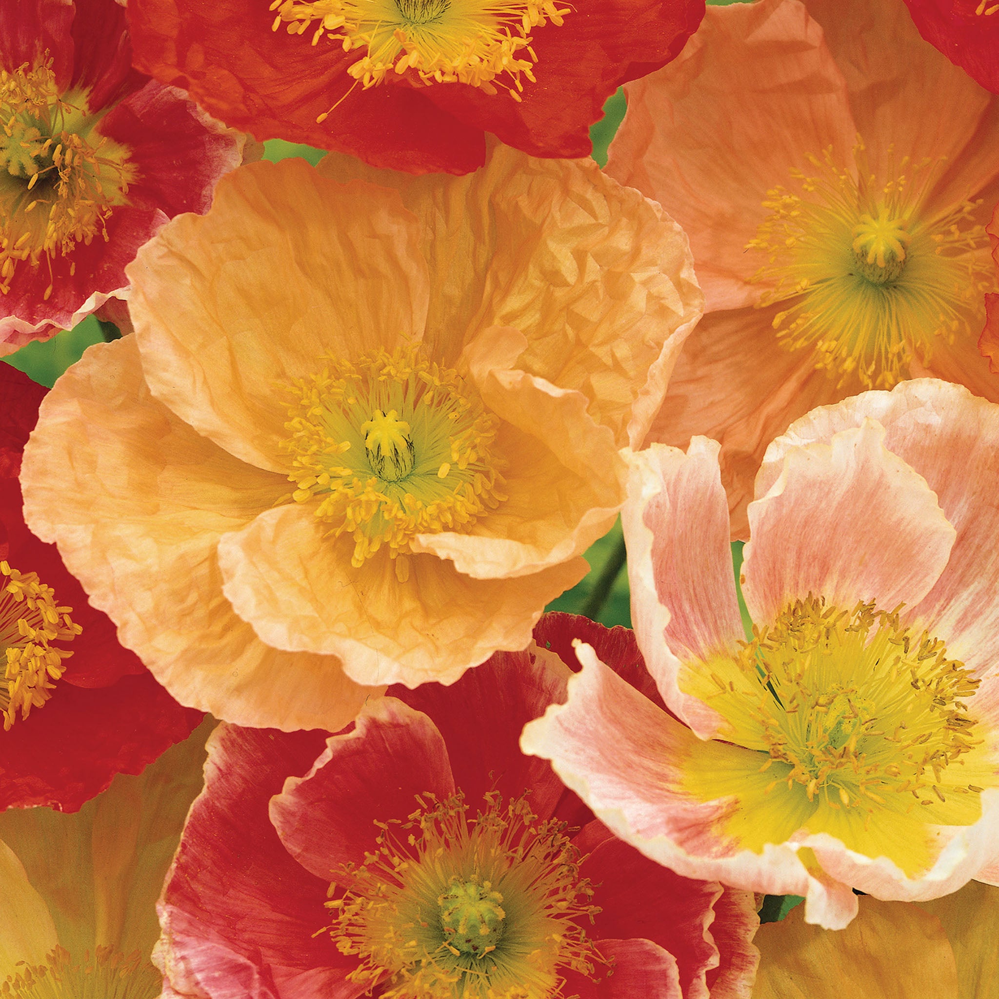 Meadow Pastels Poppy