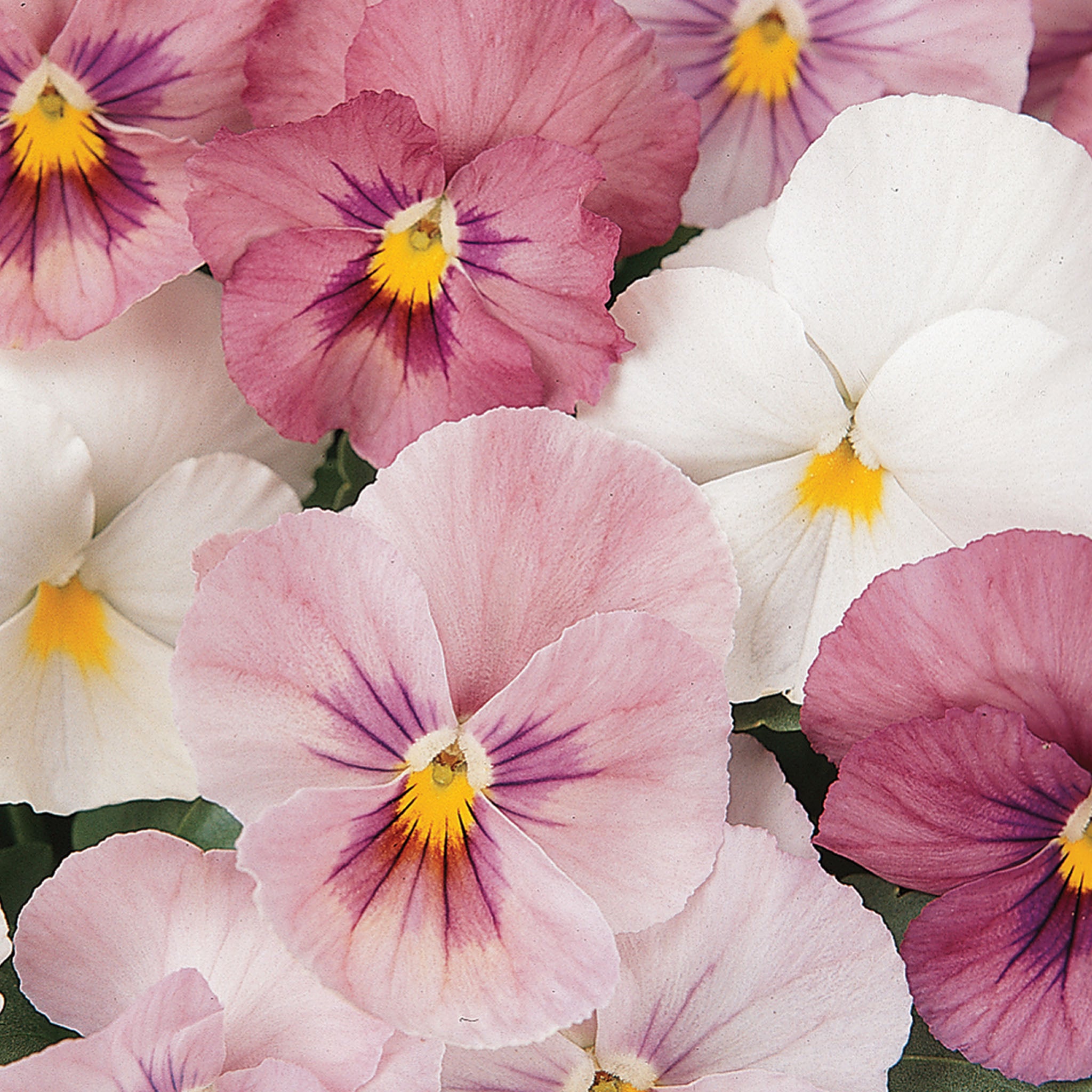 Panola Pink Shades Mix Pansy