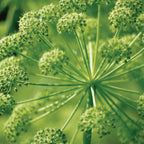 Holy Ghost Root Angelica