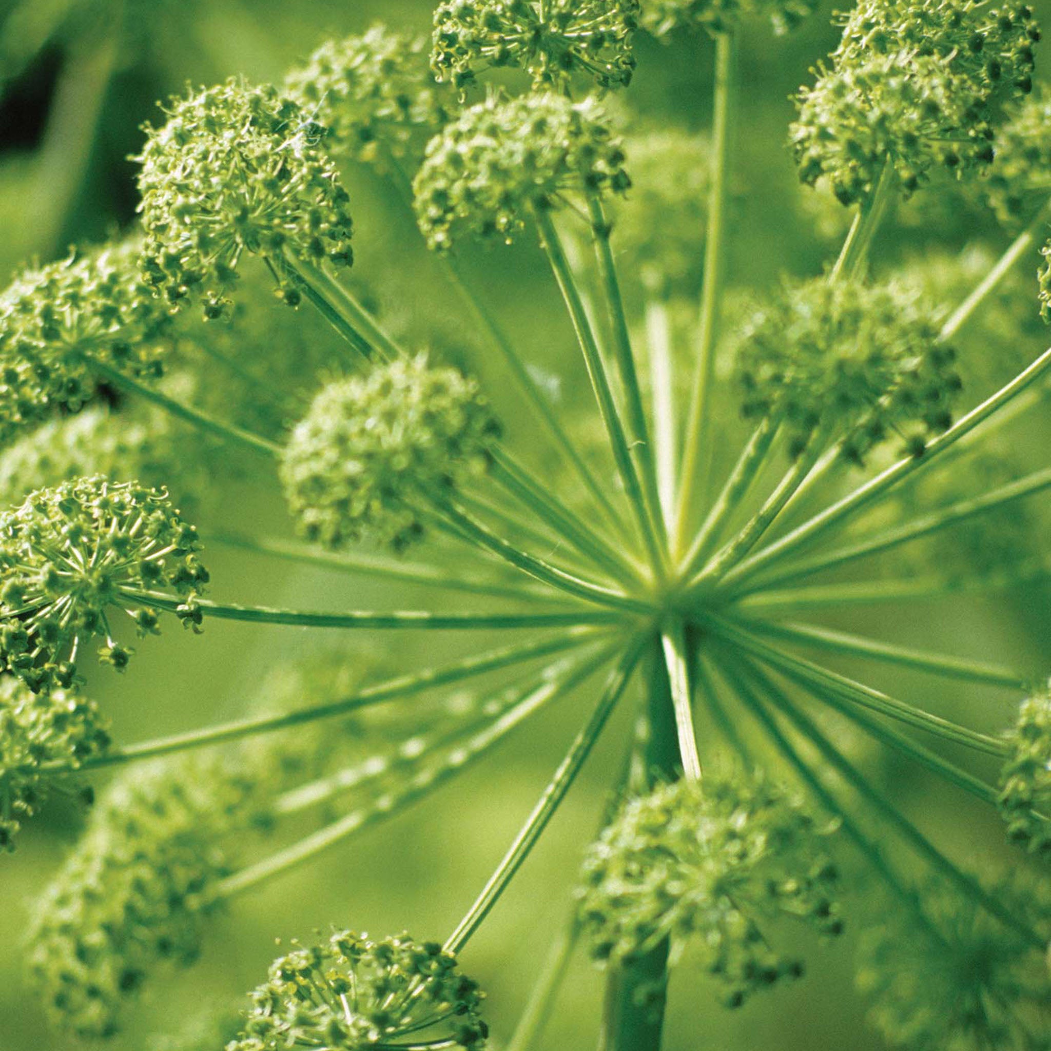 Holy Ghost Root Angelica