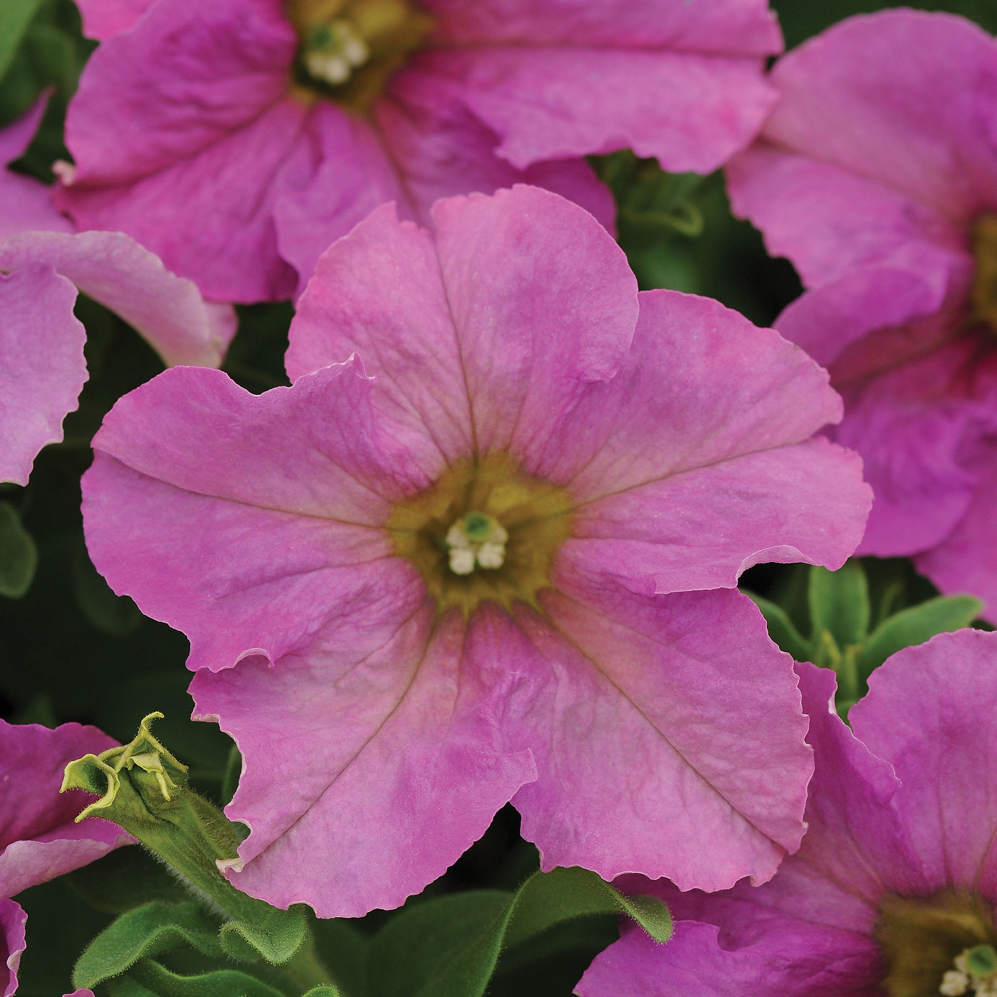 Blink Petunia