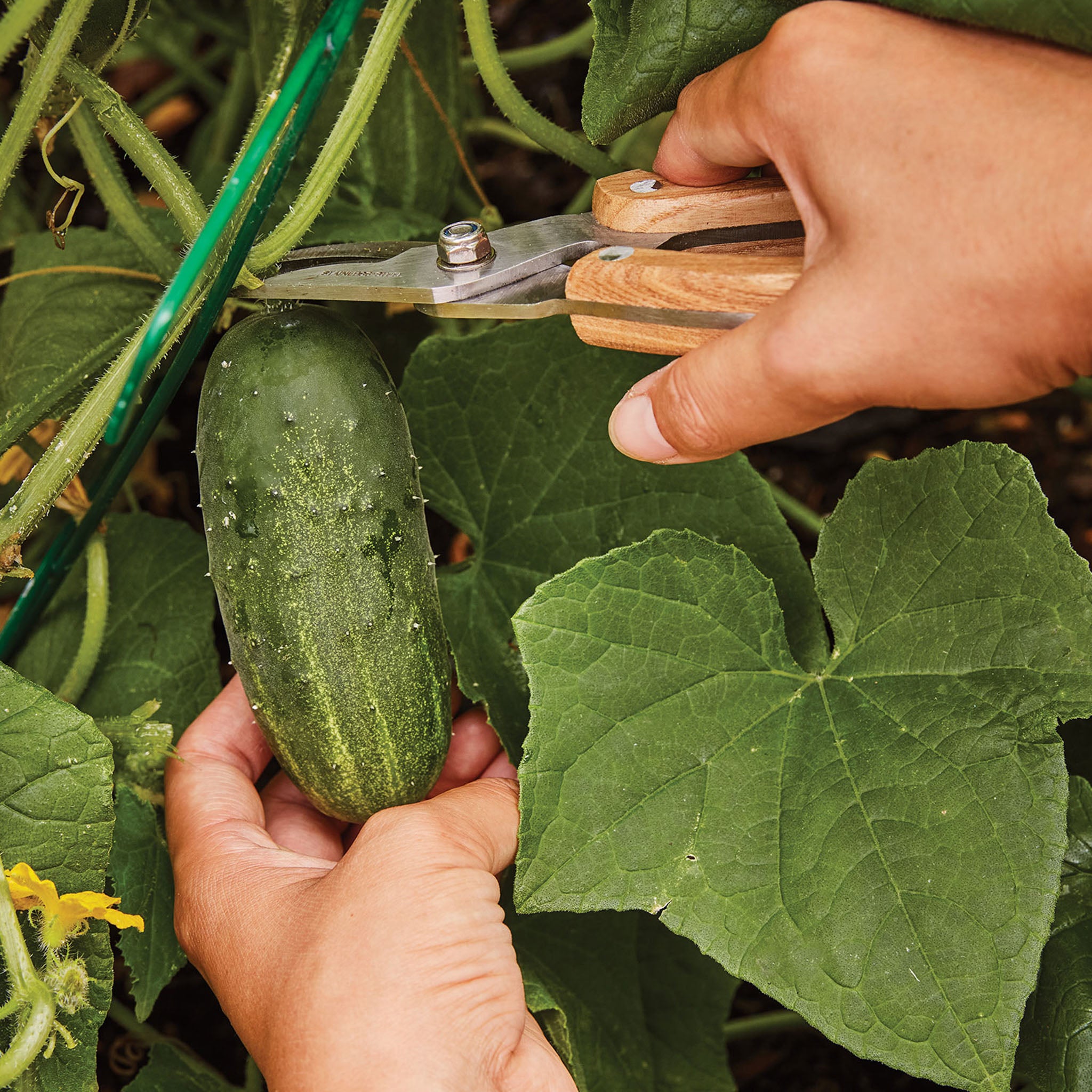 Supremo Cucumber