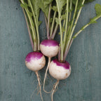 Purple Top White Globe Turnip
