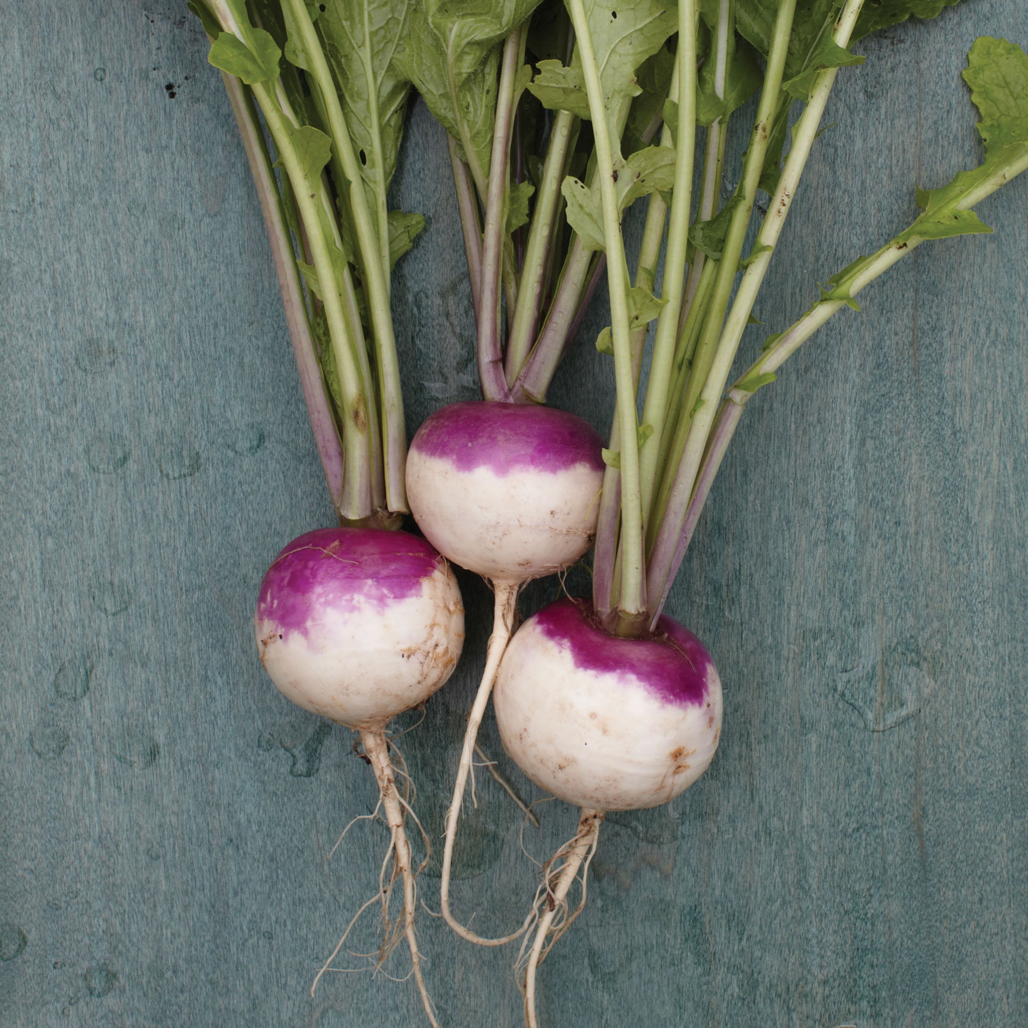 Purple Top White Globe Turnip