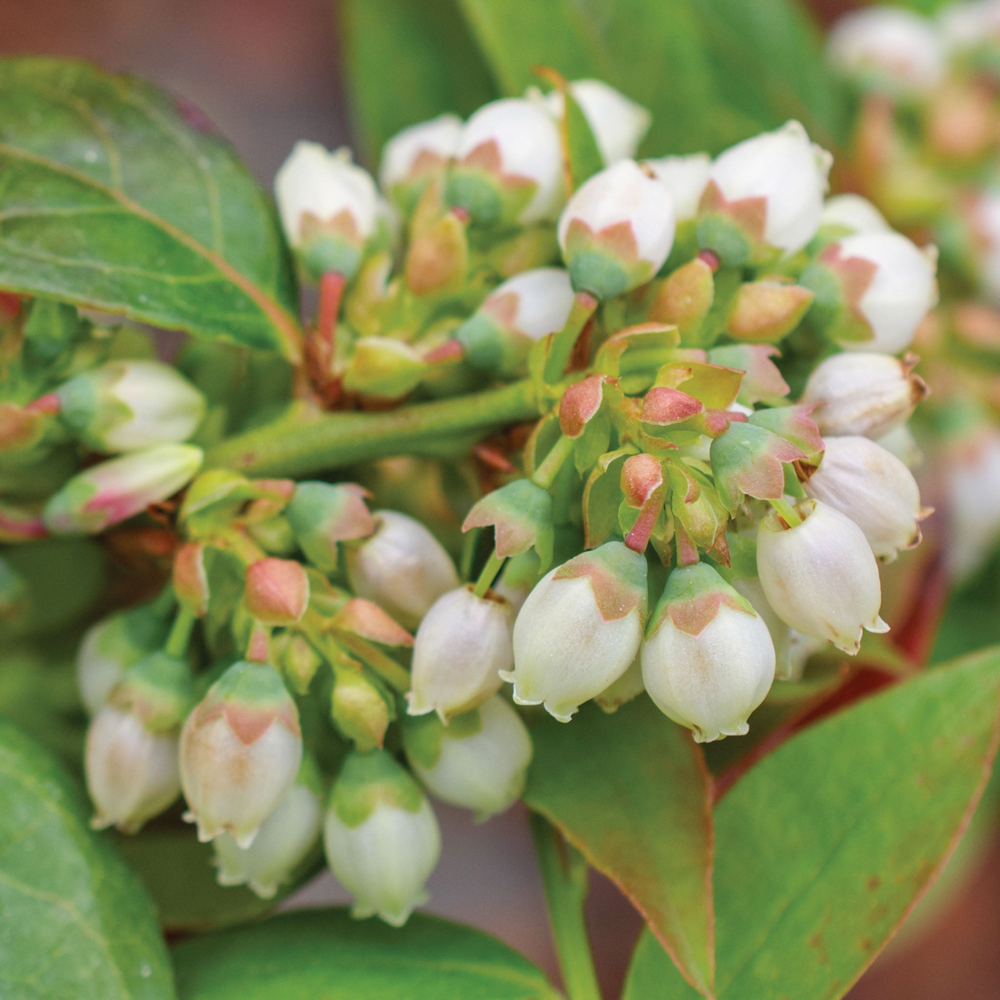 Midnight Cascade Blueberry