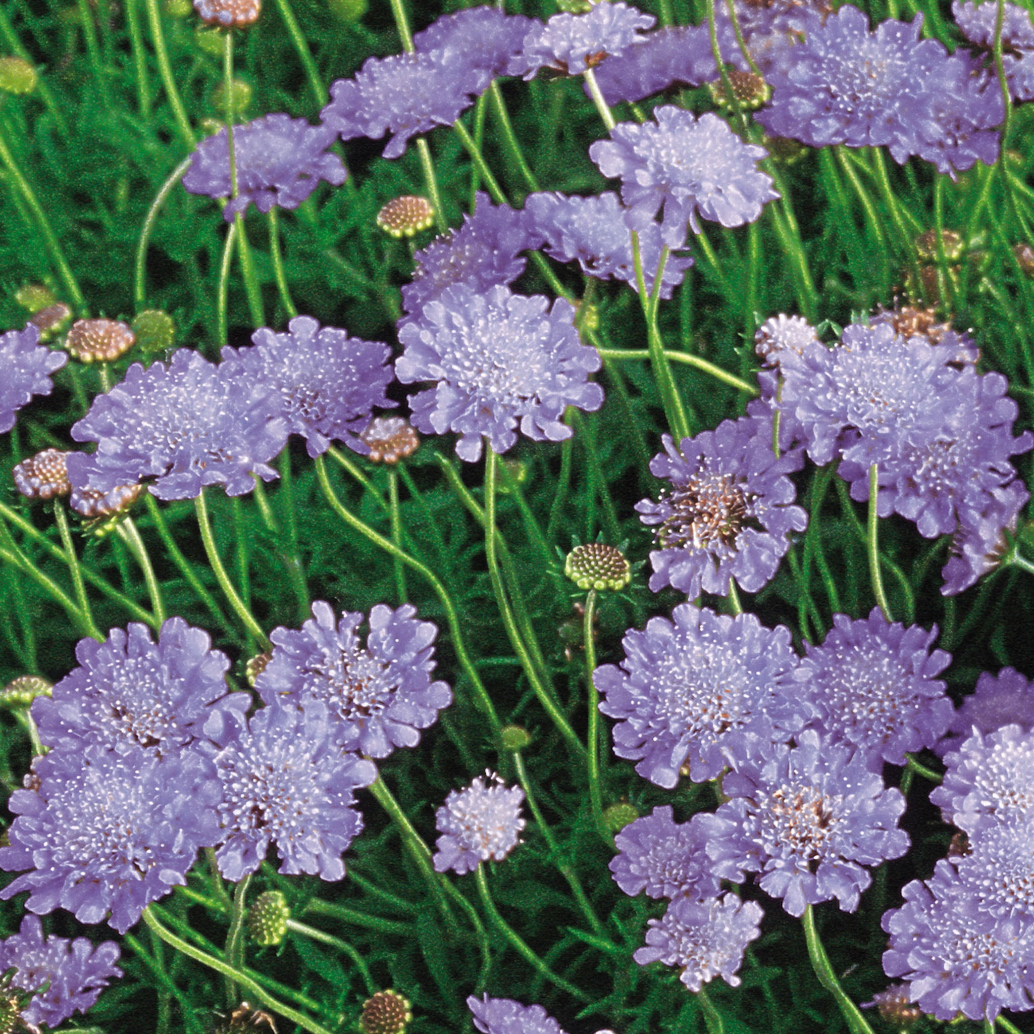 Butterfly Blue Scabiosa