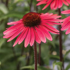Solar Flare Echinacea
