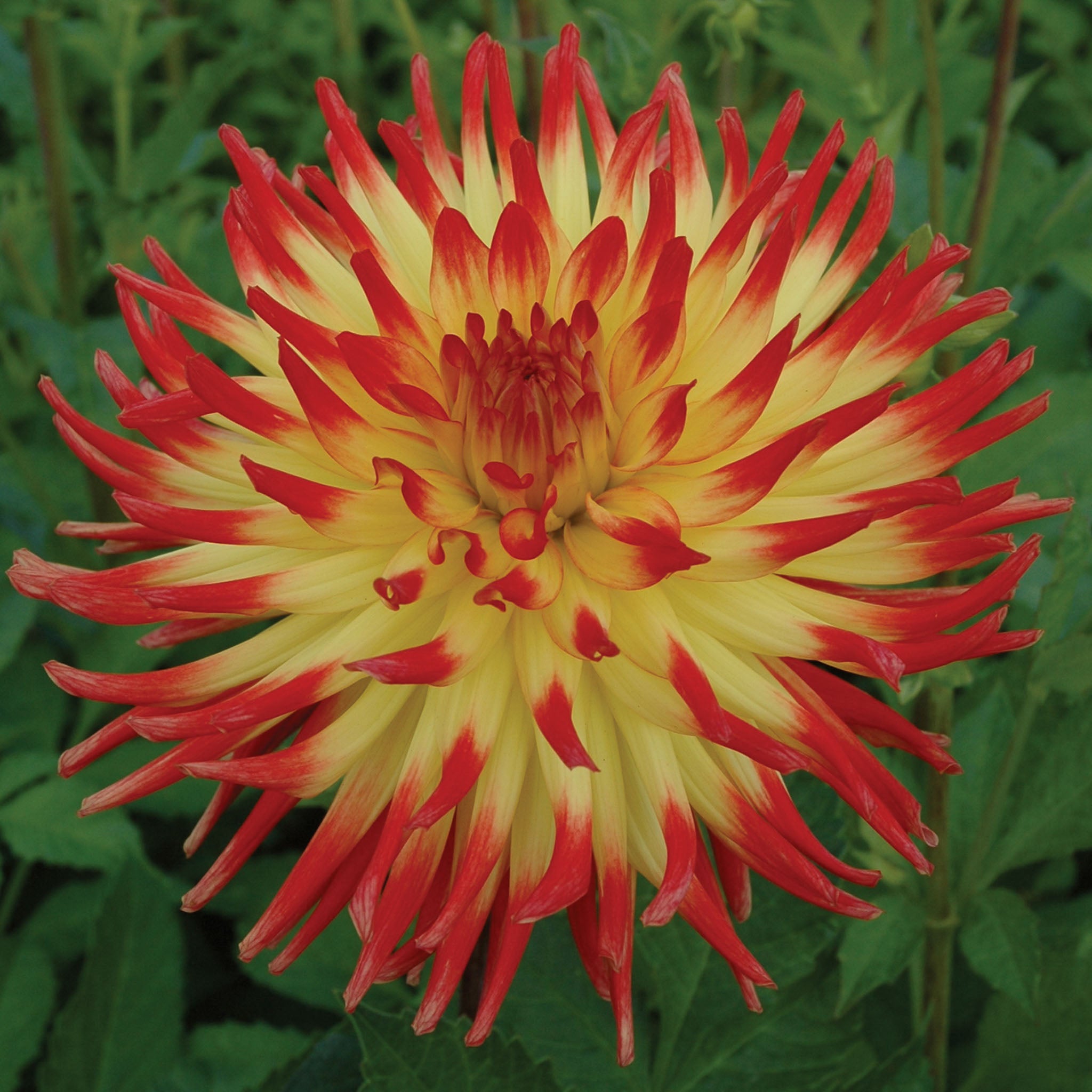 Lisonette Dahlia Tubers