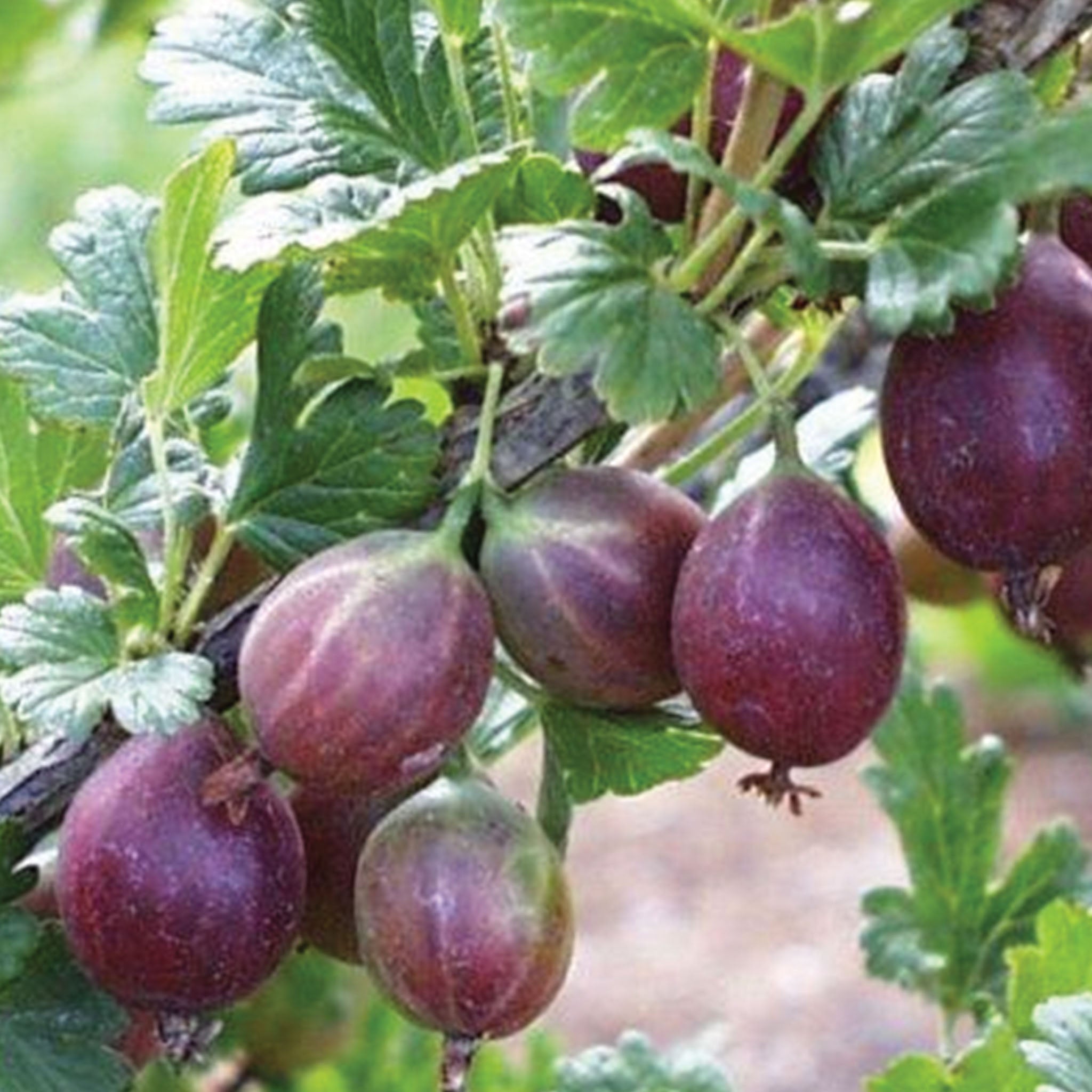 Jeanne Gooseberry