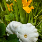 Snowburst Squash