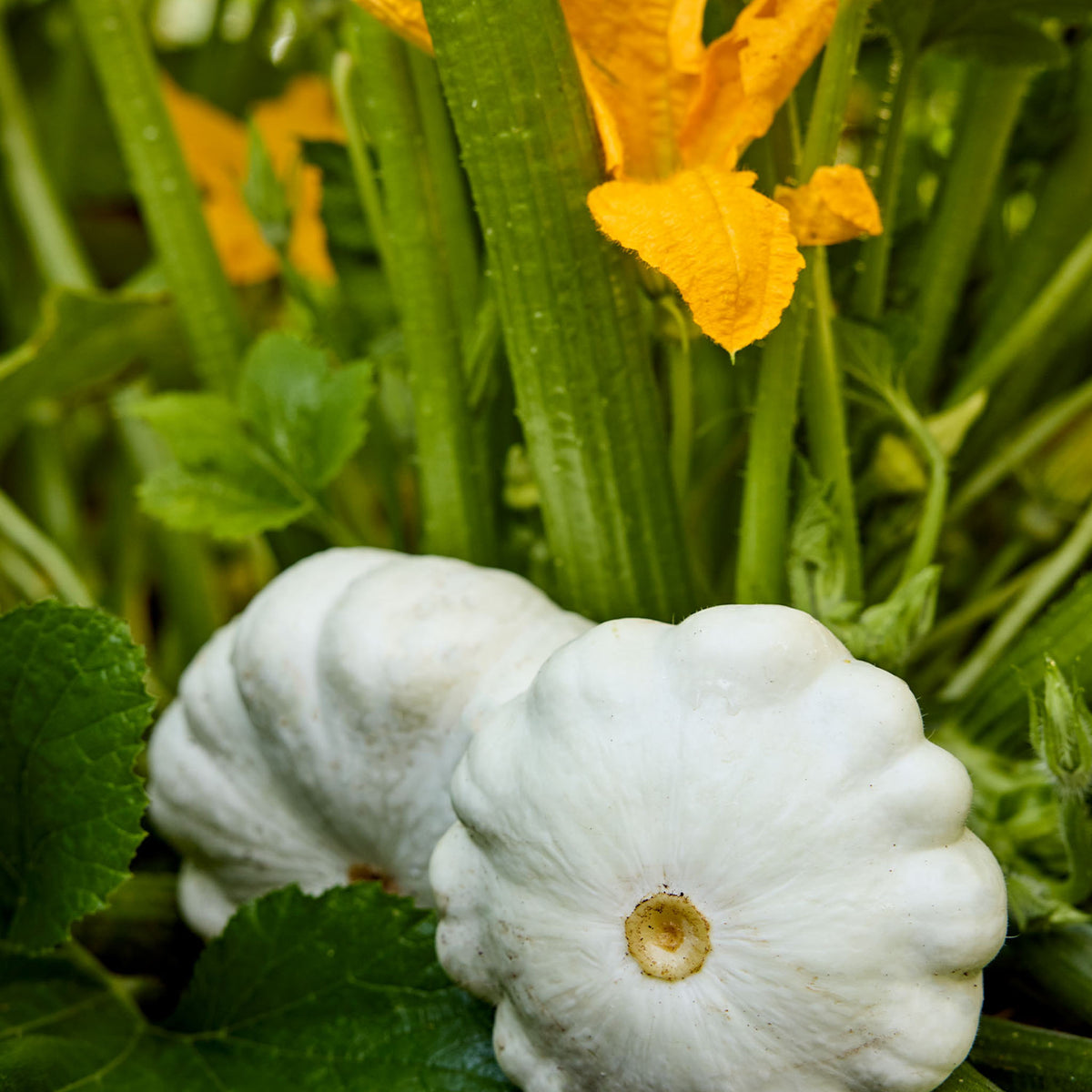 Snowburst Squash