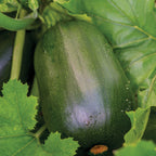Green Eggs Summer Squash