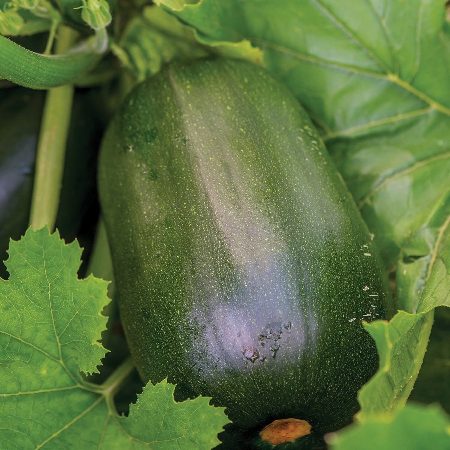 Green Eggs Summer Squash