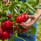 Sweet Stuff Sweet Pepper