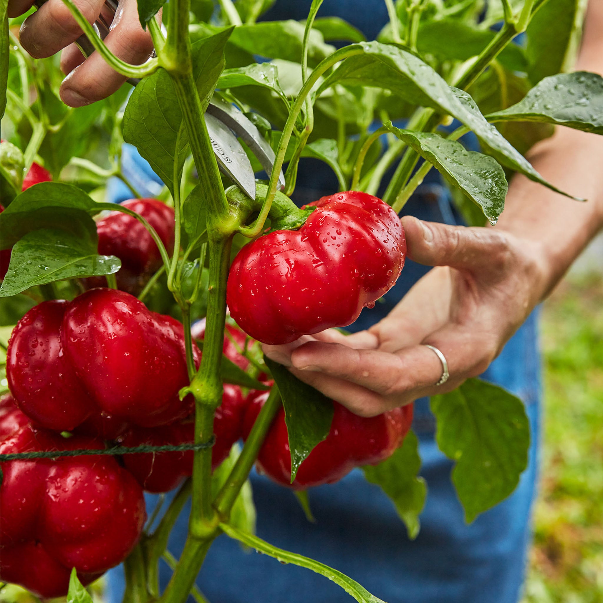 Sweet Stuff Sweet Pepper