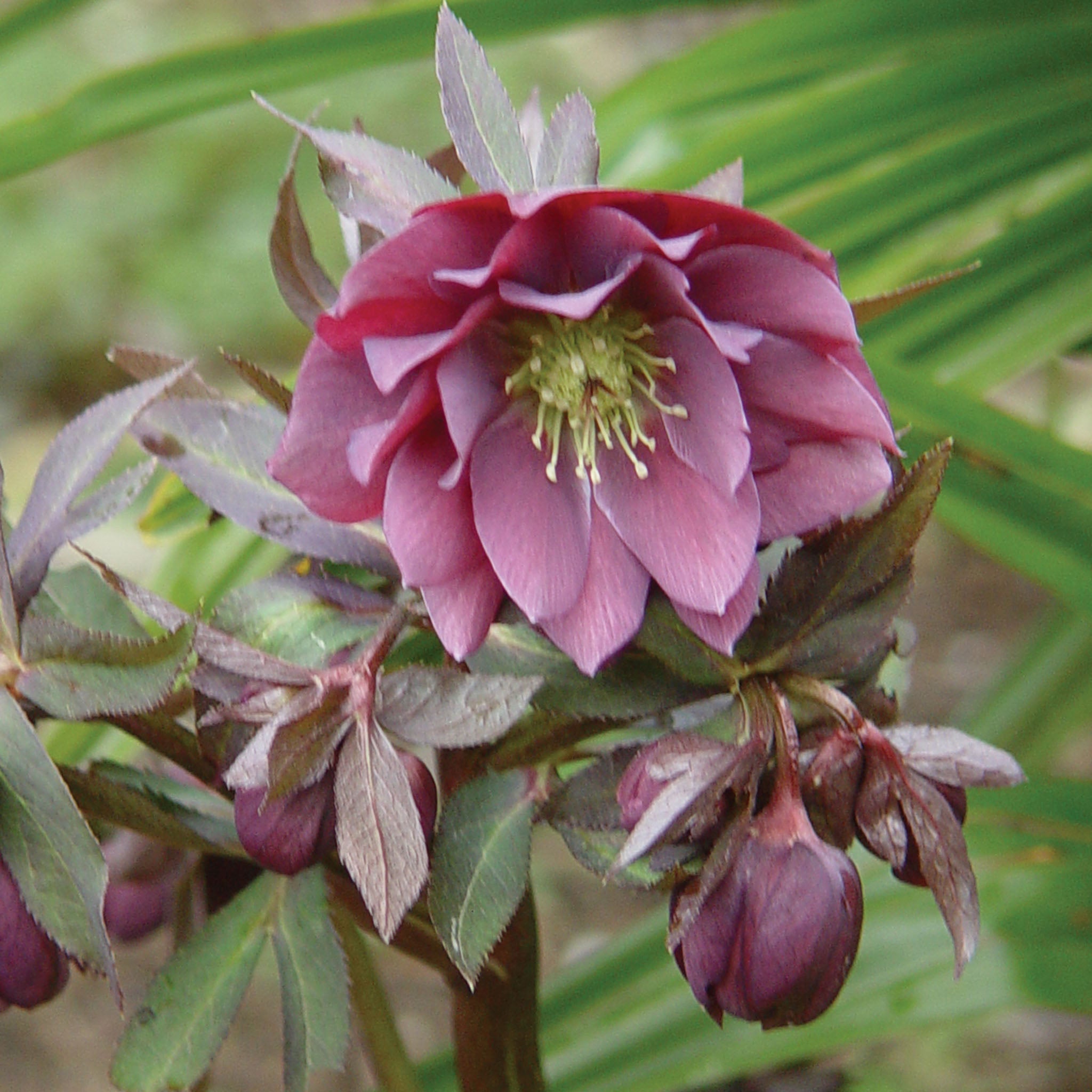Kingston Cardinal Hellebore