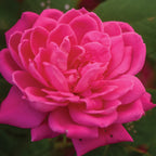 The Pink Double Knock Out Rose Bare Root