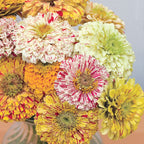 Candy Cane Mix Zinnia