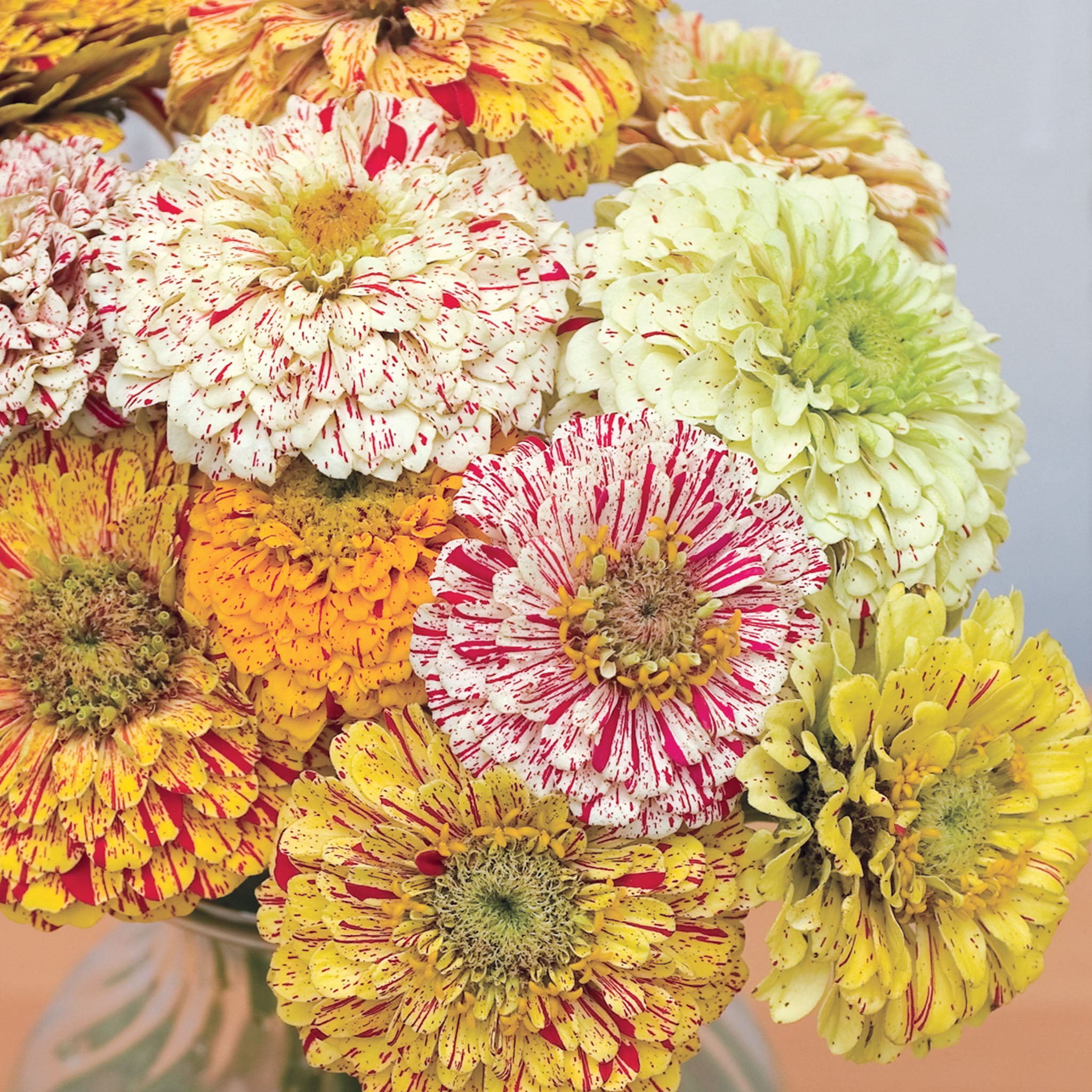 Candy Cane Mix Zinnia