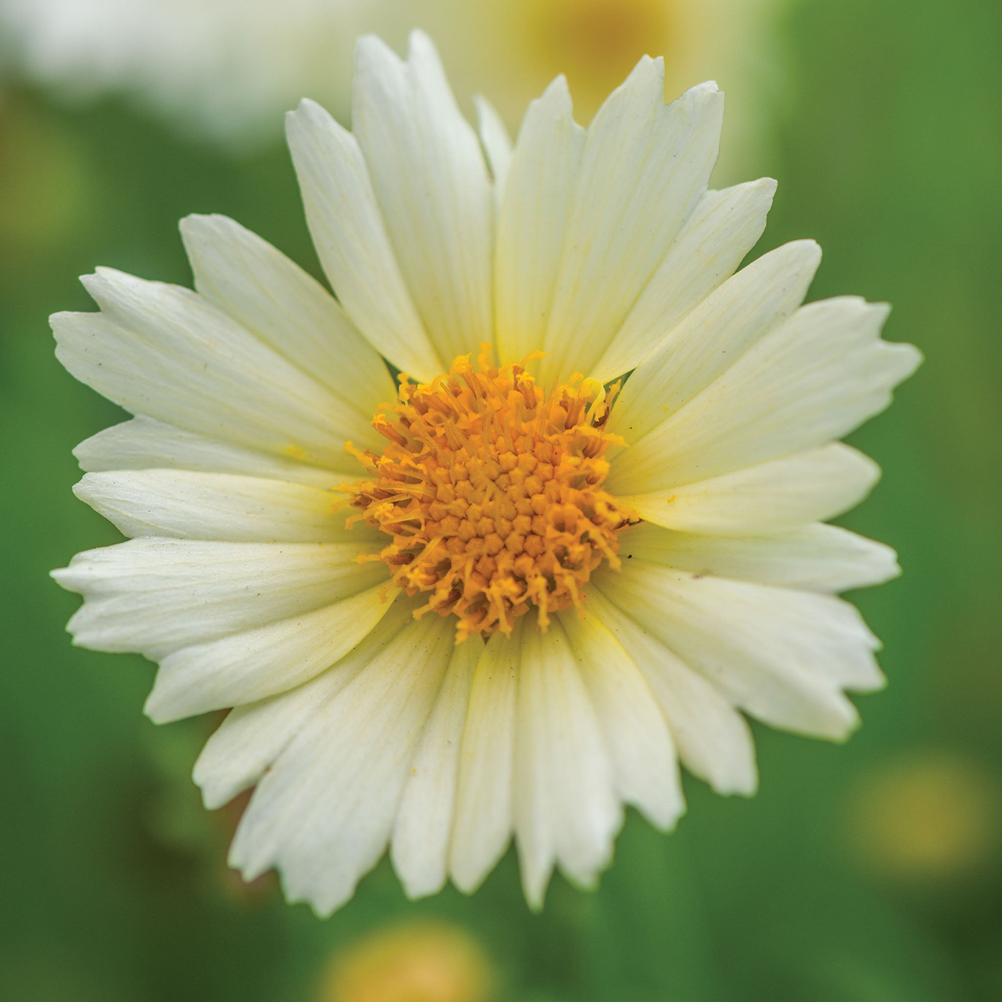 UpTick Cream Coreopsis