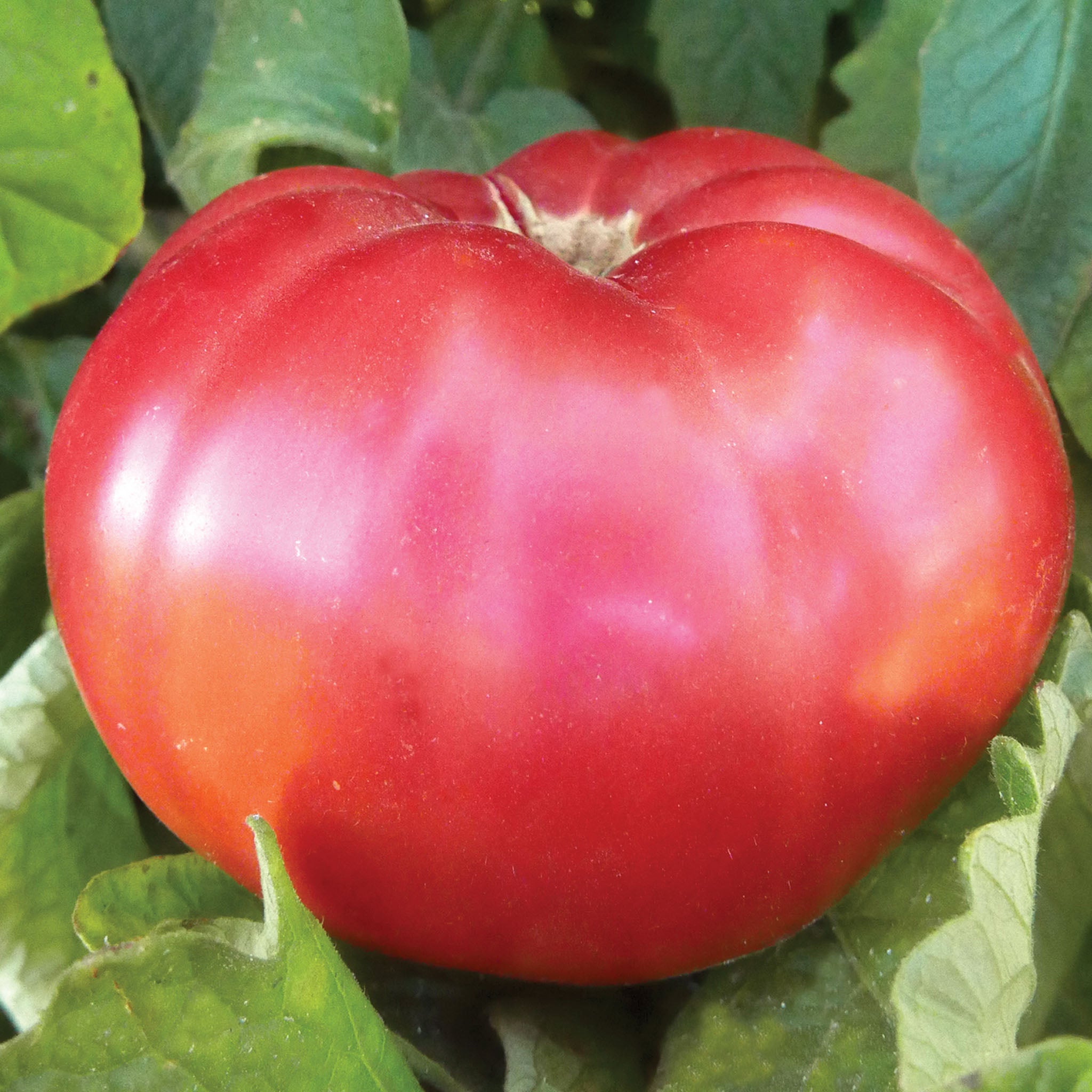 Giant Pink Belgium Tomato