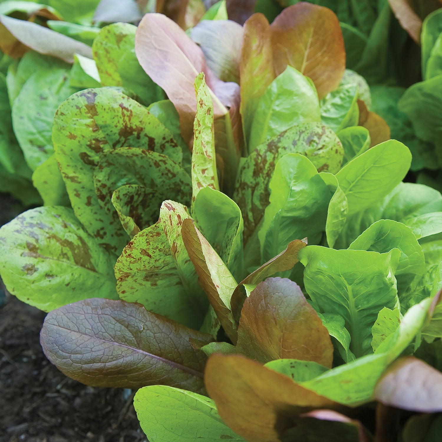 All Season Romaine Blend Lettuce