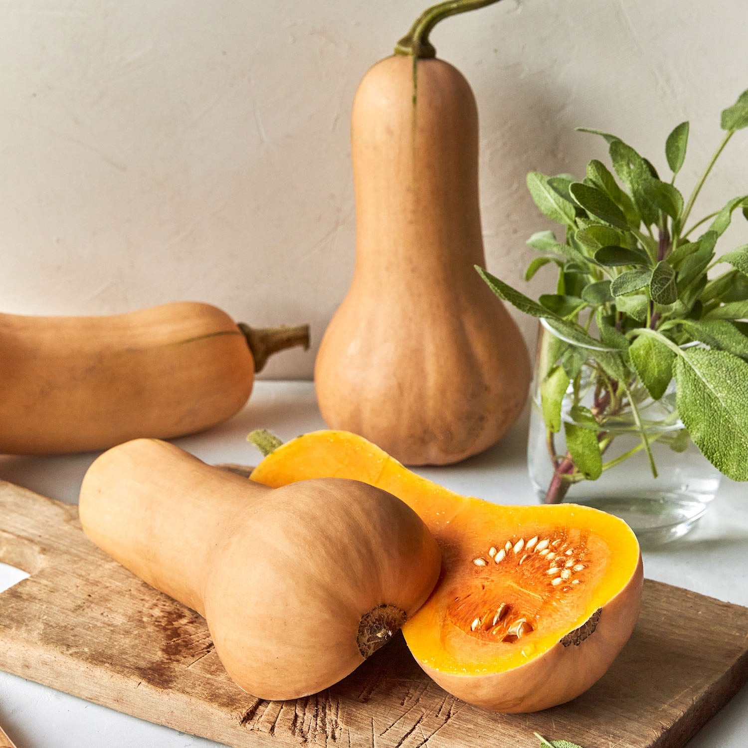 Pilgrim Winter Squash
