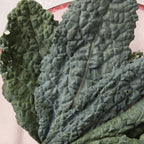 Black Magic Kale
