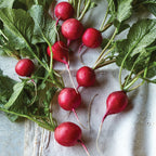 Solaris Radish