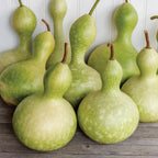 Ornamental Large Bottle Gourd
