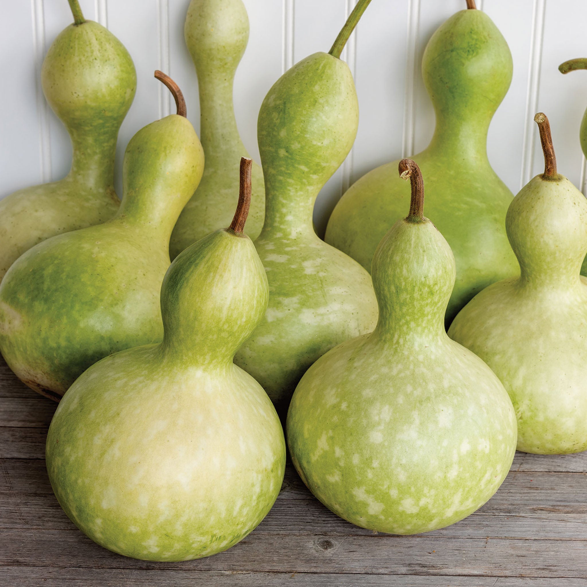 Ornamental Large Bottle Gourd