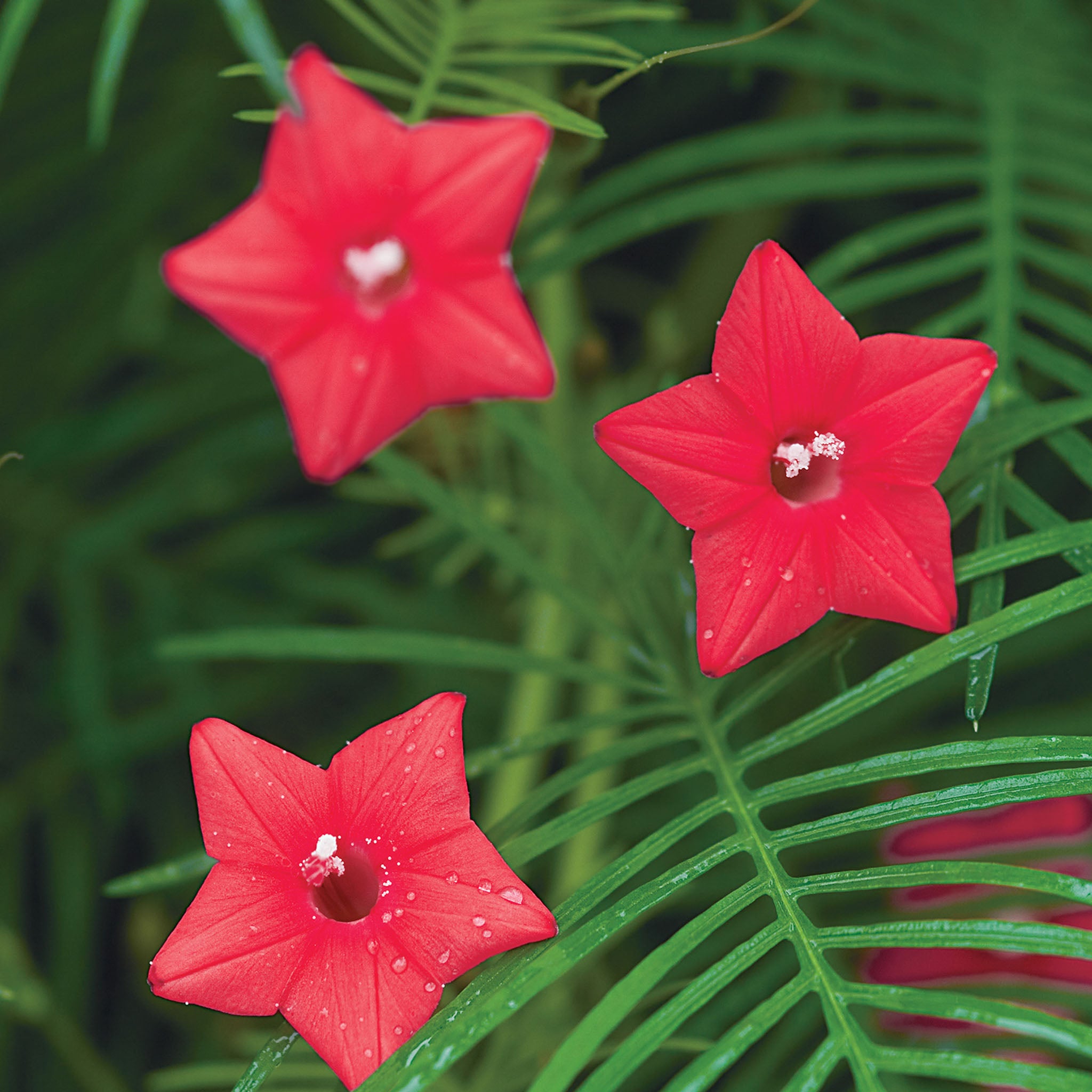 Red Cypress Vine