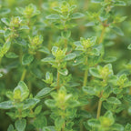 Common Thyme